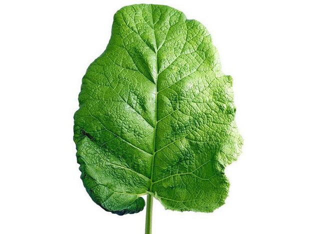 Treatment of lumbar osteochondrosis with a burdock